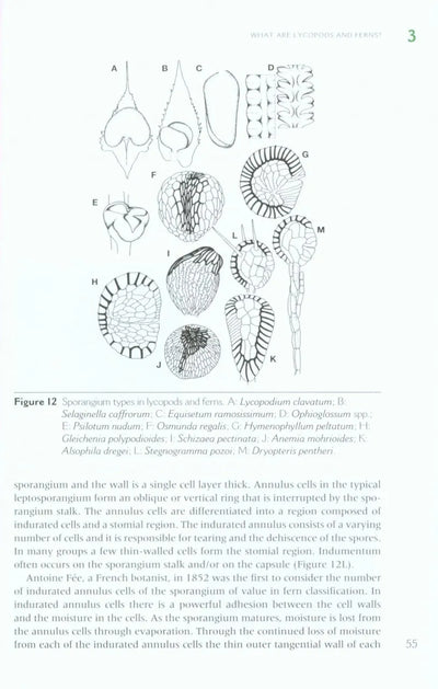 The Lycopods and Ferns of the Drakensberg and Lesotho